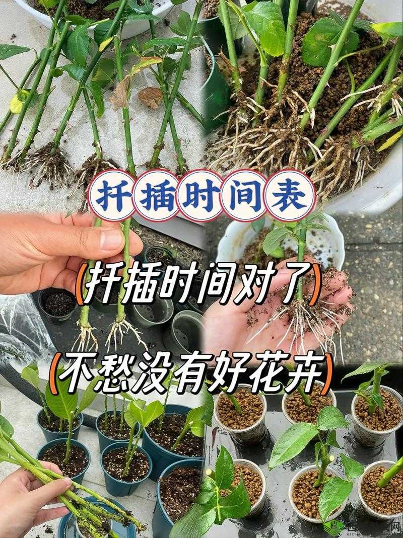 欧式 72 种扦插法的注意事项:实用要点汇总