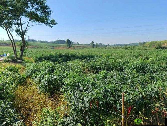 钙 Ggy 为何消失于 2023:探寻背后原因