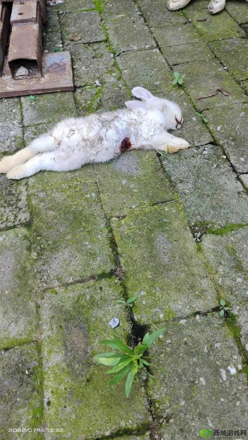 小兔兔被咬后的真实感觉究竟如何