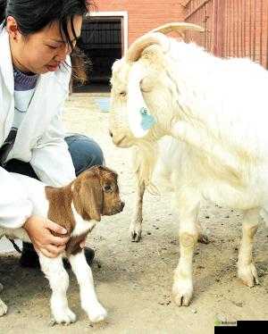 人进入羊的水门怎么办:如何应对突发情况