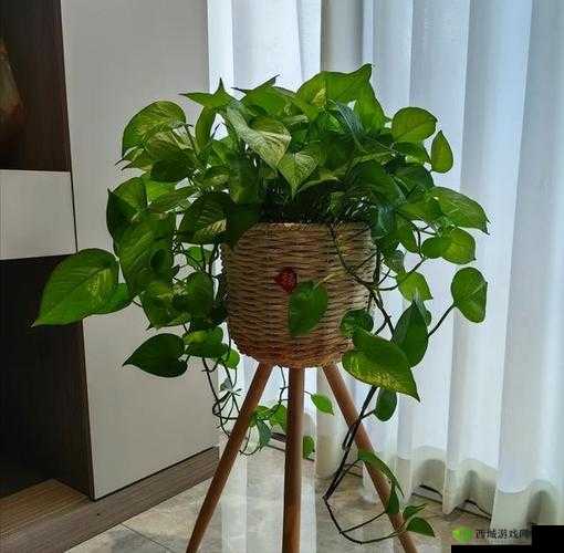 什么人容易听到鬼叫声及相关原因探讨