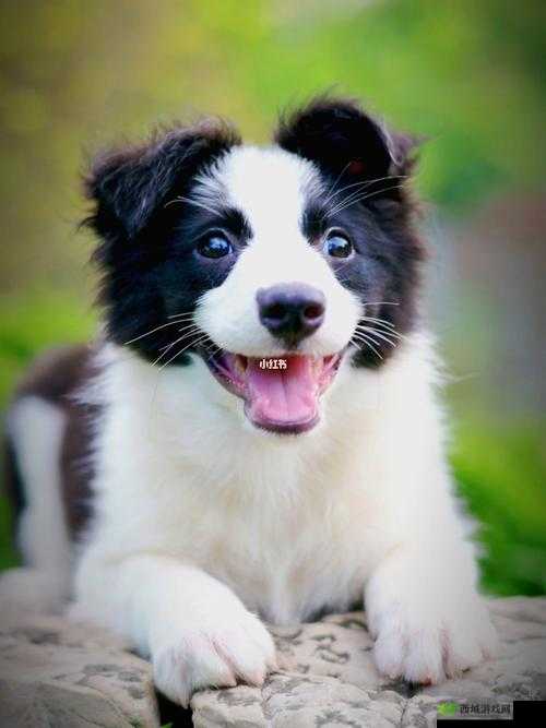 小丫头牦户：一个可爱的存在