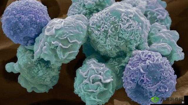 生物图鉴：揭开其神秘面纱与强大功能解析