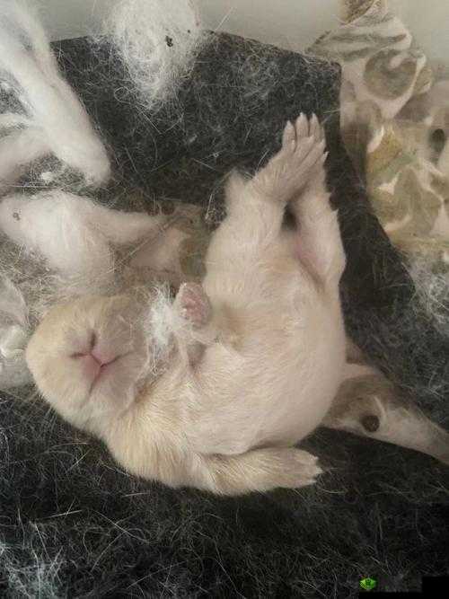 咬小兔兔是站着还是躺着：究竟哪种姿势更好