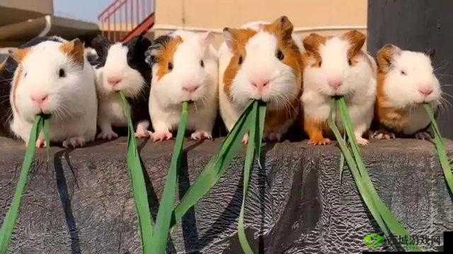 萌宠生活:温馨家园的欢乐瞬间截图预览