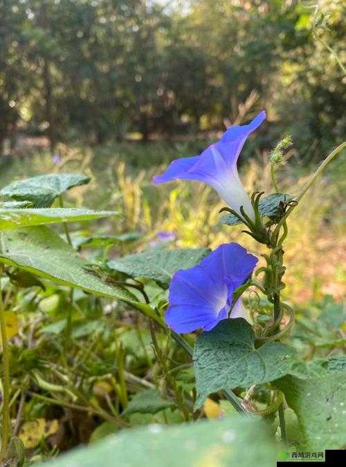 大学里最适合打野的地方知乎：探寻最佳打野地