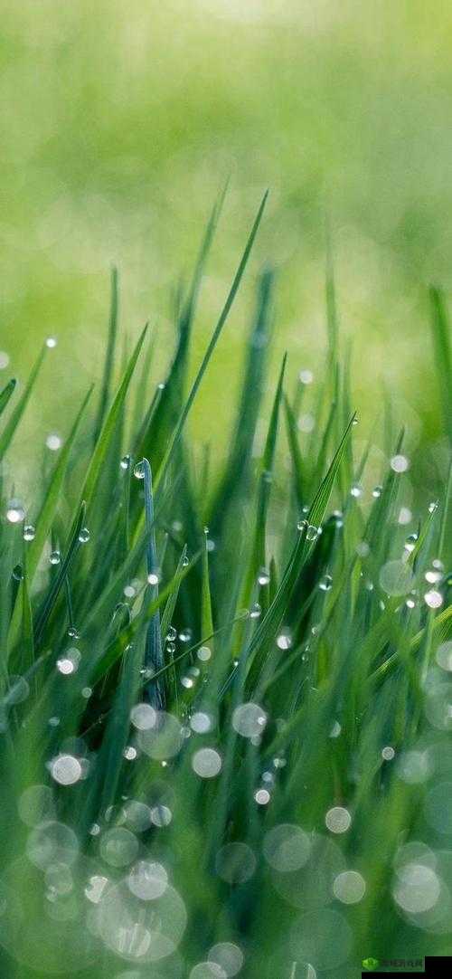 52G.APP:手机必备的绿色资源宝库