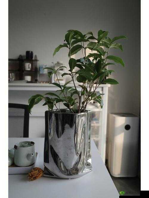 刘大壮和田桂花的奇妙故事