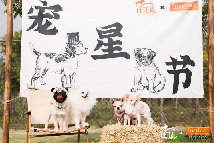 收纳狗狗的乐趣世界:探索收纳狗狗的简介与精彩瞬间