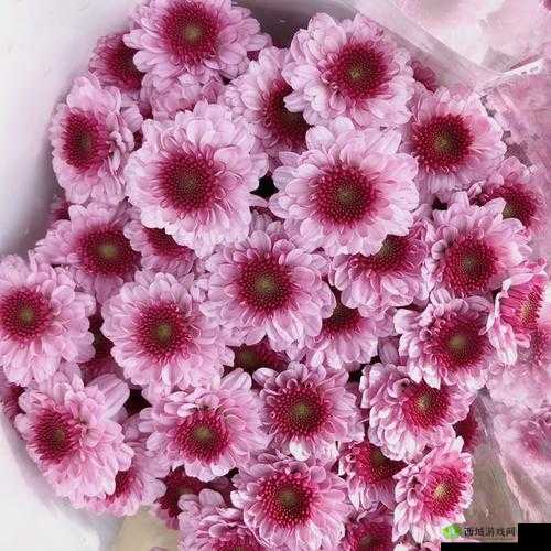 小雏菊是什么牌子及相关介绍