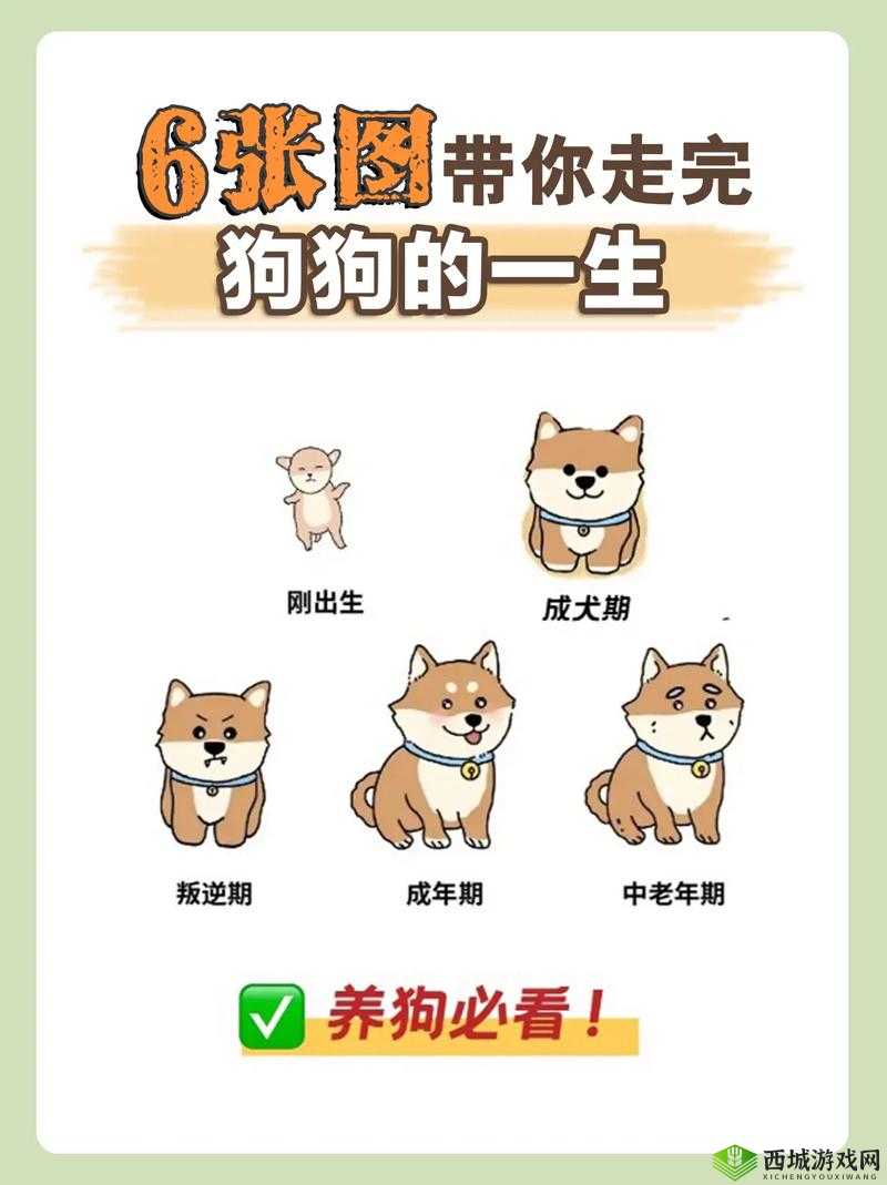 狗是真的狗：安装配置指南与实用教程