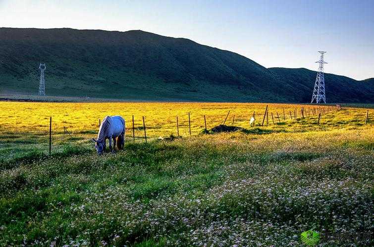 ZoomkooL 牧场视频精彩集锦:不容错过的瞬间