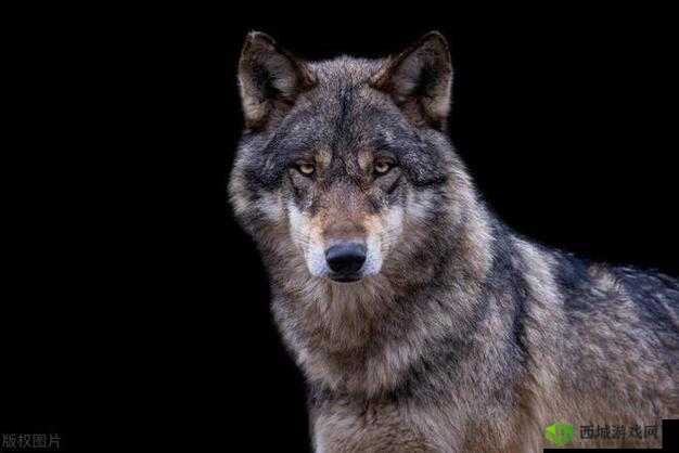 老狼在无人区的独特表现