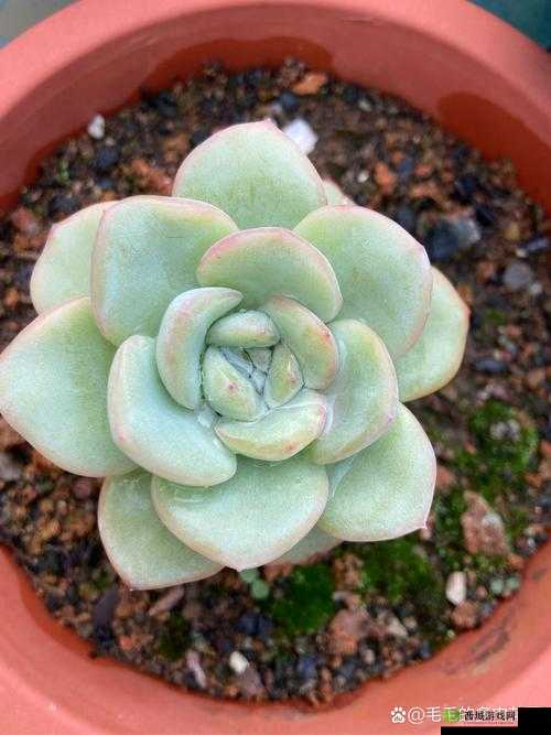 1v3 多肉小公主的精彩对决