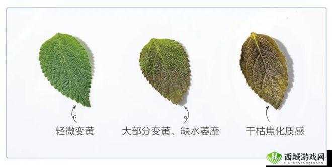 嫩叶草和欧洲的区别:不同之处在哪