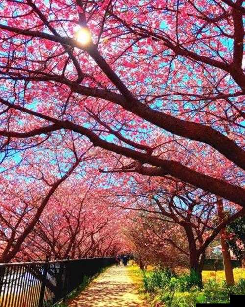 日本三叶草的春天樱花：邂逅浪漫的粉色花海