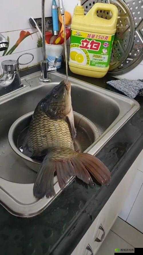 鲤鱼喝水姿势最简单三个步骤之解析