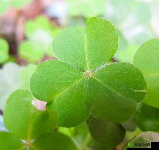 三叶草gw2419:独特魅力的植物品种