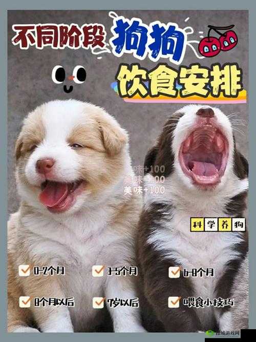 人狗胶配方大全：狗狗一天吃多少的参考