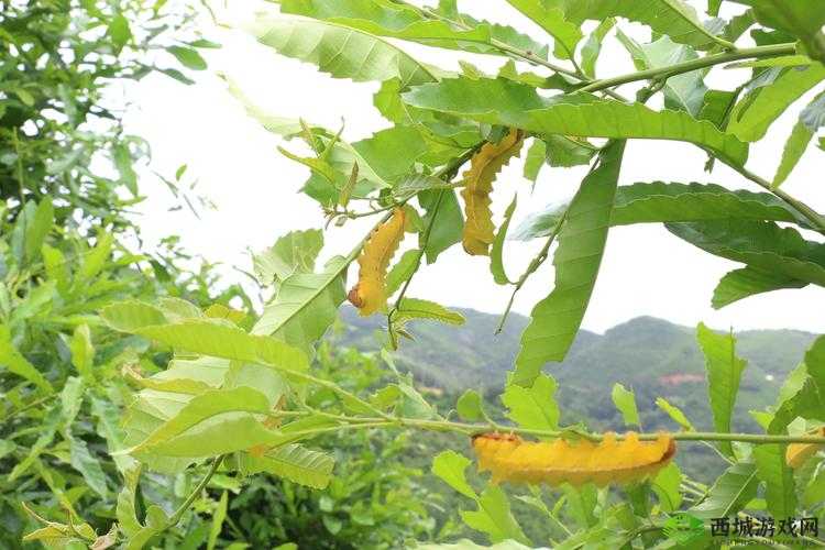 萧氏四兄弟美酥肉饼 96：传统美食的创新与传承