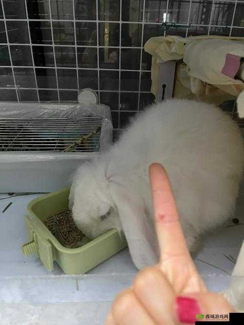 被咬的通红的小白兔子：挣扎还是屈服？