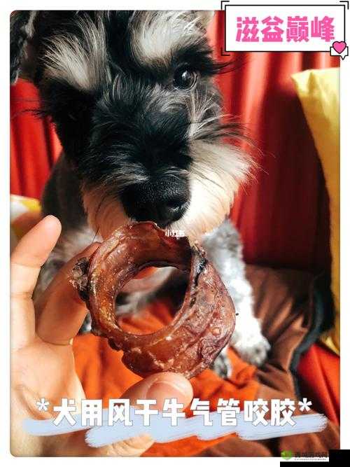 人狗胶配方大全：滋补养生的独特选择