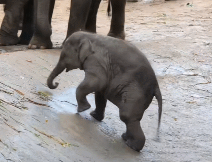 满 18 点此安全转入 2023 大象：进入新的一年