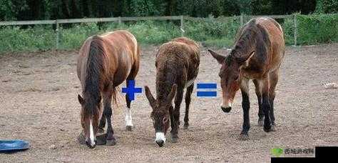 傻大壮长着驴一样的东西是什么：探寻真相