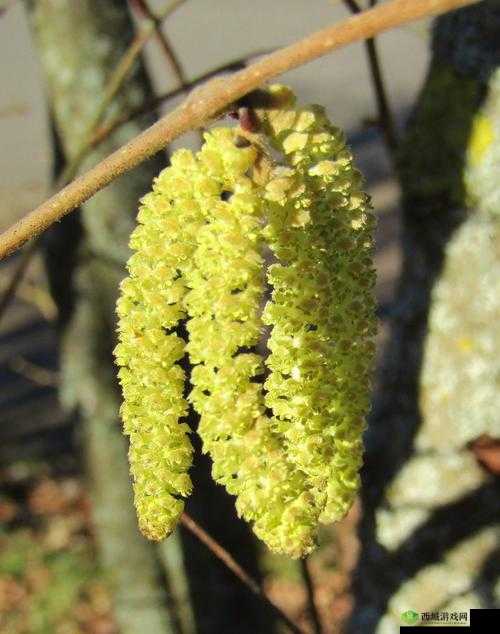 鍏閲嶇炲瓙棰嗗彇榛勭摐濂栧姳：绝美之花的魅力展现