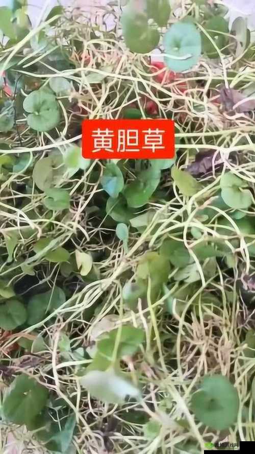 瑙i攣绉樺瘑鑺卞洯BASE.APK瀹夎呭寘鐨勭樺瘑的相关内容