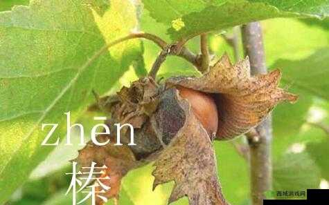 鏃ラ煩楂樻竻榛:神奇之所在