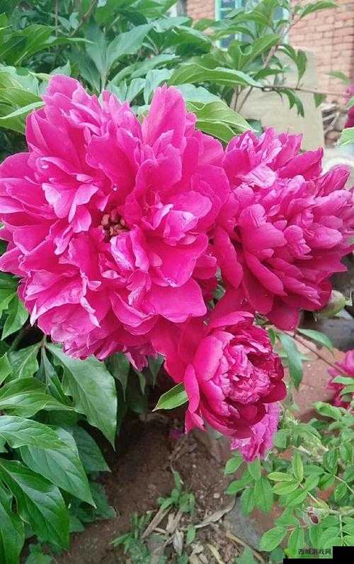 涔濇祬涓娣变笁宸︿笁鍙冲阀濡欒棌瀛椾箣璋相关内容解析