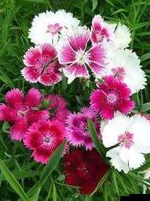 楹昏姳浼燤 D0174 鑻忚湝娓呮瓕 全新解读