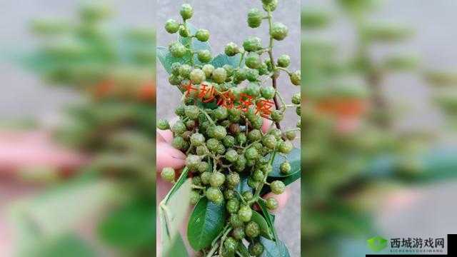 娆х編涓鍗2鍗3鍗4鍗′贡鐮：相关介绍