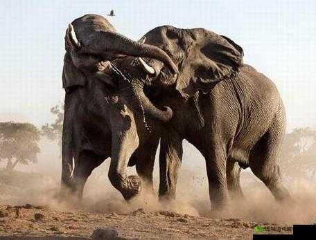 瘟疫公司:解锁生化武器策略与玩转生存之战