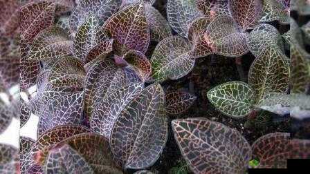 鑲夎幉鑺卞惛鍏ラ噾鍒氭澋鐨勫悗鏋：探索未知的神秘世界