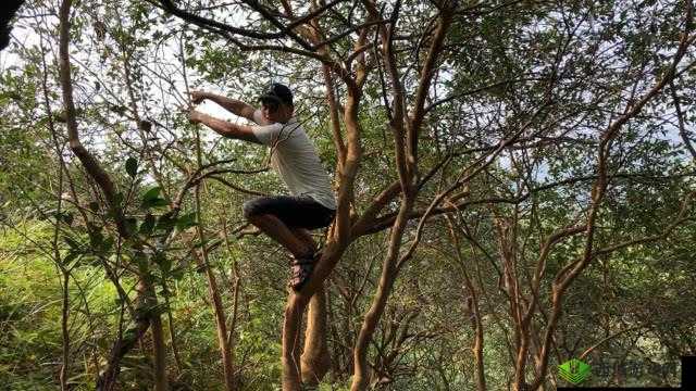 鑰佸啘姘戦噷鐨勮佸共妫掑冲囦汉鐗╀粙缁：探索其奥秘