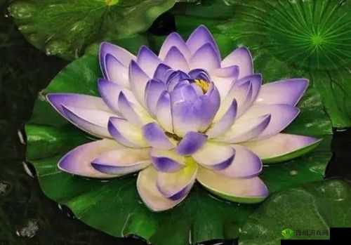 女子半夜莲花开：神奇景象探秘