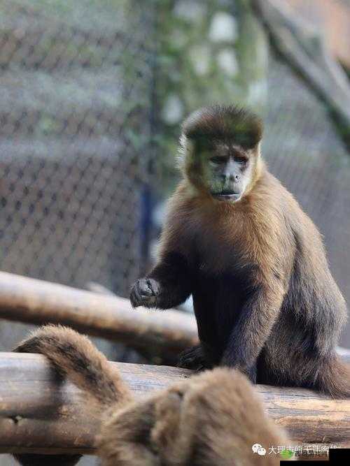 辐射岛动物击杀及掉落物品全攻略图文详解