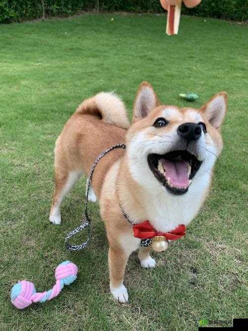 可爱狗狗 Bunny 的奇妙日常