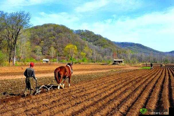 儿子耕种母亲的田地叫什么名字:背后的深意