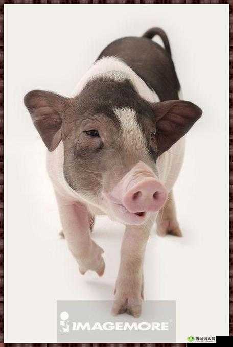 美国ZOOM 动物高清资源：精彩呈现