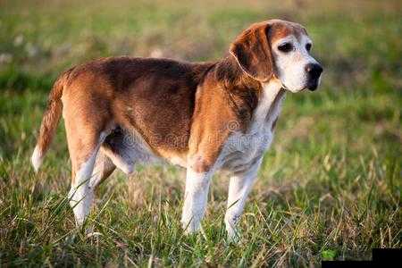 ZOOMSERVO 兽狗牧场：神奇的地方