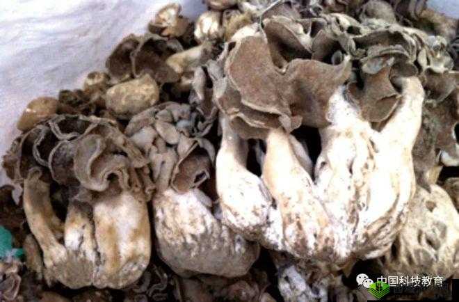 紫黑色蘑菇头顶开花缝:奇妙的自然现象