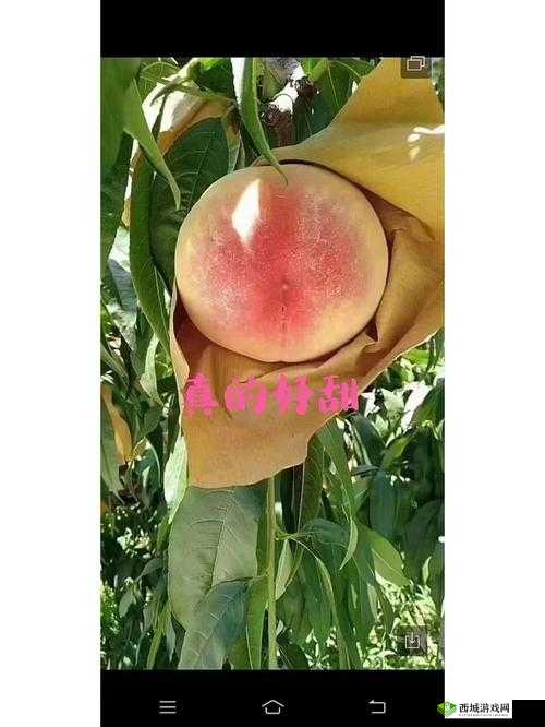 一曲二曲三曲水蜜桃的甜蜜之旅