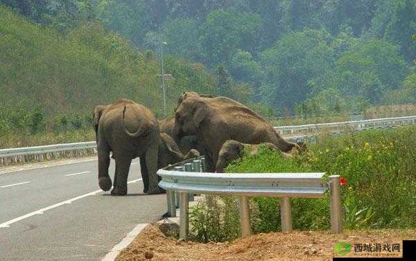 伊春园 2025 入口直达大象：神奇的通道