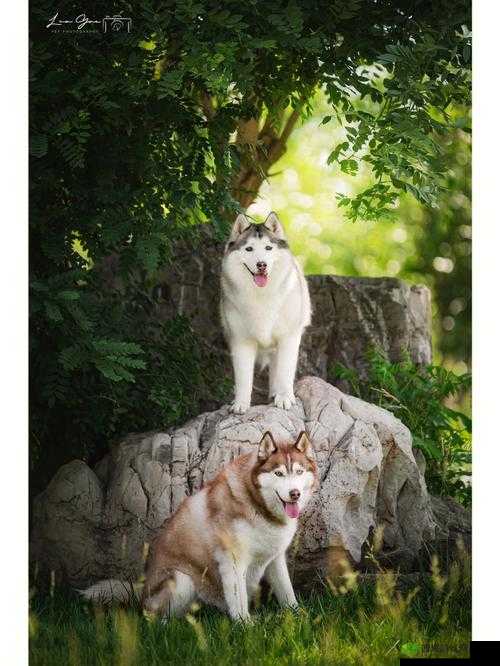 日本 MINDUP 狗与普通版对比之差异