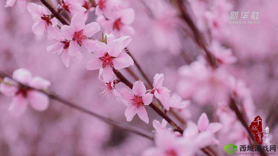 两瓣桃花千人品:赏花之妙处