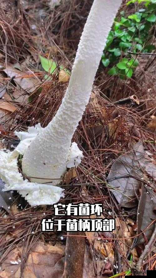 楚留香毒蘑菇采获秘法:长白山探险探寻珍稀毒蘑菇攻略