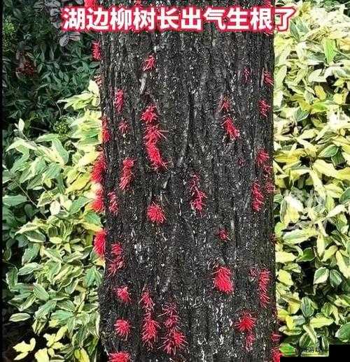 南方潮湿：树长气生根